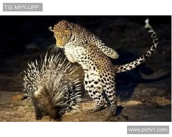 利物浦借力恩库度，大胜乌迪内斯，展现强大战斗力